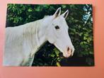 paard kaart poppverlag arabier, Ophalen, 1980 tot heden, Ongelopen, Paard