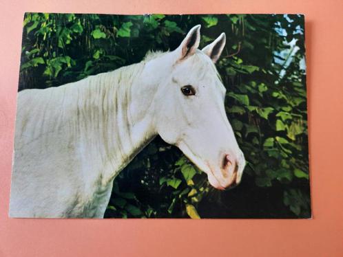 paard kaart poppverlag arabier, Verzamelen, Ansichtkaarten | Dieren, Ongelopen, 1980 tot heden, Paard, Ophalen