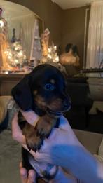 Kaninchen/dwerg teckel black and Tan, Kaninchen, Reu, 8 tot 15 weken, Korthaar