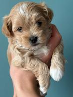 Maltipoo-toy poedel Boomer, Rabiës (hondsdolheid), 8 tot 15 weken, Meerdere, Meerdere dieren