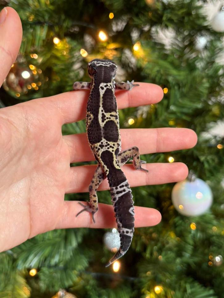 Black night mack snow luipaardgekko vrouw