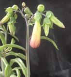 Kalanchoe Lloret bio kamerplanten met prachtige bloesem, Overige soorten, Minder dan 100 cm, Ophalen of Verzenden, In pot