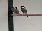 Rijstvogels wildkleur, Dieren en Toebehoren, Meerdere dieren