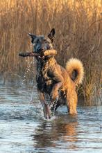 Mechelse Herder reu ter dekking aangeboden, Dieren en Toebehoren, Honden | Dekreuen, Particulier, 3 tot 5 jaar, Reu, Nederland