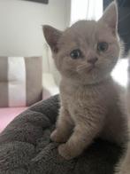 Britse korthaar kittens, Kater, Ontwormd