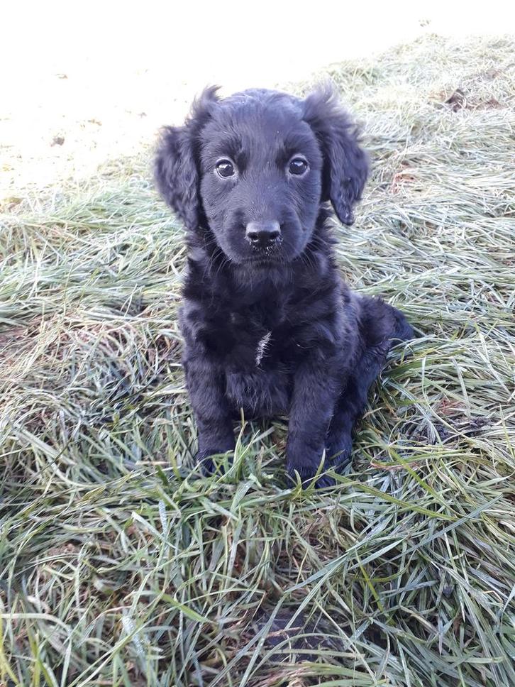Friese Stabij X Labrador/Friese stabij pups, Dieren en Toebehoren, Honden | Retrievers, Spaniëls en Waterhonden, Meerdere dieren