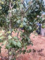 Fruitbomen: Appel, Peer en Pruim, Ophalen