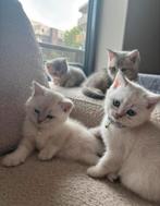 Wit/grijze britse korthaar kitten, Dieren en Toebehoren, Poes, Ontwormd, 0 tot 2 jaar