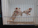 Te koop zebravinken broed 2025, Dieren en Toebehoren, Vogels | Overige Vogels, Meerdere dieren, Tropenvogel