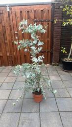 Eucalyptus, Ophalen of Verzenden, Volle zon, Overige soorten