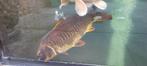 Beni kikokuryu (rijer)ca. 42cm handtam, Karper of Koi