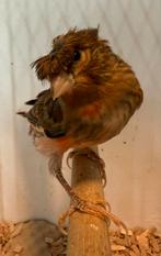Harlekijn kanarie man, Dieren en Toebehoren, Vogels | Kanaries, Mannelijk, Postuurkanarie