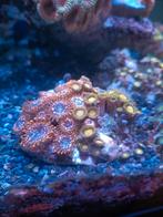 Utter Chaos / Tutti Frutti Zoanthus ( koraal ), Dieren en Toebehoren, Overige typen