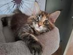 Maine Coon  met stamboom mogen het nest verlaten, Kater, Gechipt