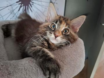  Maine Coon  met stamboom mogen het nest verlaten  beschikbaar voor biedingen