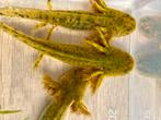 Axolotl,Ambystoma Mexicanum,salamander, Dieren en Toebehoren, Vis