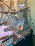 Rode leguanen, Hagedis, 0 tot 2 jaar