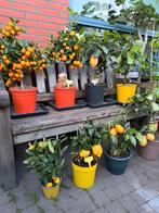 Olijfbomen palmbomen citrusbomen mediterrane bomen, Tuin en Terras, Planten | Bomen, 100 tot 250 cm, Olijfboom, Zomer, Ophalen