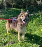 ACE; Sady Sombra geniet van wandelen en knuffelen, Dieren en Toebehoren, Honden | Niet-rashonden, Particulier, Rabiës (hondsdolheid)