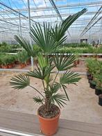 Trachycarpus Wagnerianus (winterhard-15), Ophalen of Verzenden