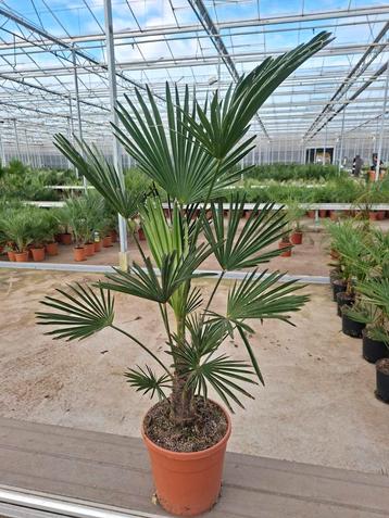 Trachycarpus Wagnerianus (winterhard-15) beschikbaar voor biedingen