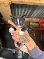 Kittens te koop, Dieren en Toebehoren, Katten en Kittens | Raskatten | Korthaar, Kater, Ontwormd