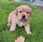 Labrador pups met stamboom, Dieren en Toebehoren, Honden | Retrievers, Spaniëls en Waterhonden, 8 tot 15 weken, Labrador retriever