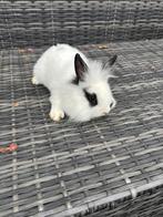 Kleine raskonijn, Dieren en Toebehoren