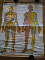 Vintage schoolplaat skelet en spieren Oranje Kruis, Ophalen