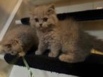 Vrouwtje Britse langharige kitten, Poes, Ontwormd, 0 tot 2 jaar