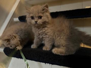 Vrouwtje Britse langharige kitten  beschikbaar voor biedingen