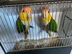 Koppel roestkop caique’s, Dieren en Toebehoren, Vogels | Parkieten en Papegaaien, Meerdere dieren, Papegaai, Geringd