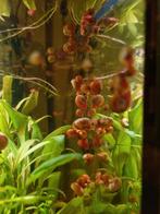 Posthoornslakjes, Dieren en Toebehoren, Vissen | Aquariumvissen, Slak of Weekdier