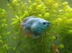 Mooi koppel blauwe gourami, Vis