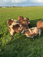 Beste bonte rammen te koop, Mannelijk, Schaap