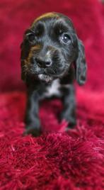 Nog 2 Engelse Cocker Spaniel reutjes beschikbaar, Dieren en Toebehoren, Parvo, Nederland, 8 tot 15 weken, Meerdere