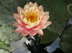 Waterlelie nymphaea Colorado bloeiende plant in 25x25cm mand, Ophalen