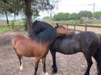 Verzorgpony in Ede, Dieren en Toebehoren, Ophalen, Nieuw