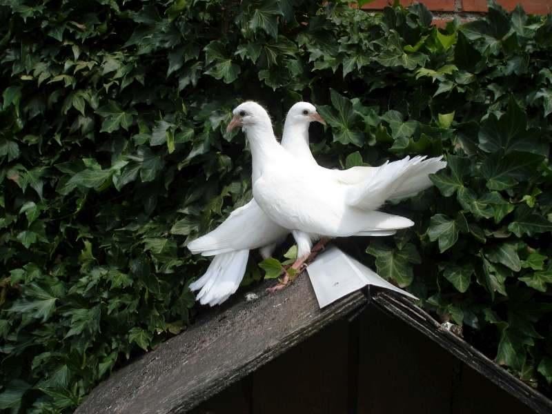 witte duifjes, Meerdere dieren, Eend