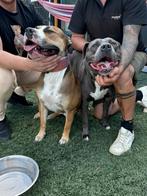 Aankondiging nestje Amstaff American Staffordshire Terrier, 8 tot 15 weken, American Staffordshire Terriër, Geslacht onbekend