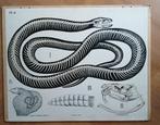 Mooie oude schoolplaat skelet slang., Antiek en Kunst, Ophalen of Verzenden, Natuur en Biologie