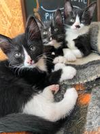 Lieve kittens 60 euro, Kortharig, 0 tot 2 jaar