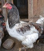 Blauw witte haan met blauwe en bruine hennen kippen kip, Dieren en Toebehoren, Pluimvee, Meerdere dieren, Kip