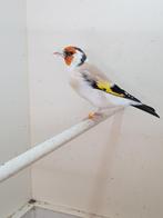 Majoor putter, Dieren en Toebehoren, Vrouwelijk, Wildzangvogel