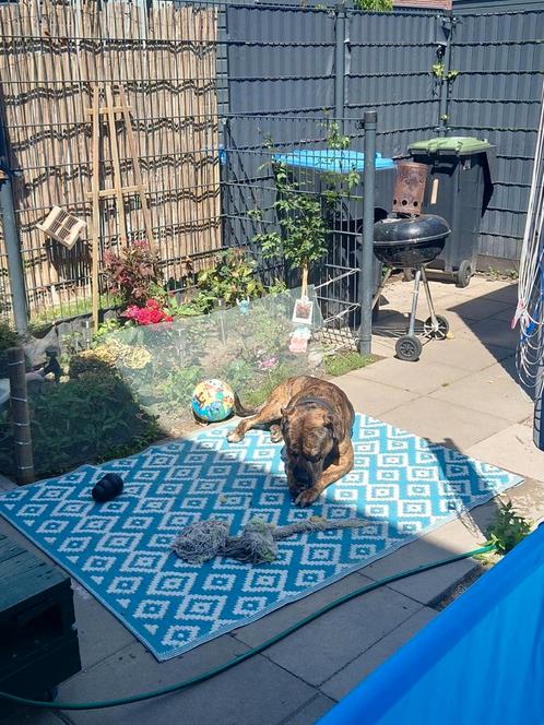 Odin zoekt nieuw huis, Dieren en Toebehoren, Honden | Niet-rashonden, Groot, Reu, Particulier, Eén hond, Nederland, 1 tot 2 jaar