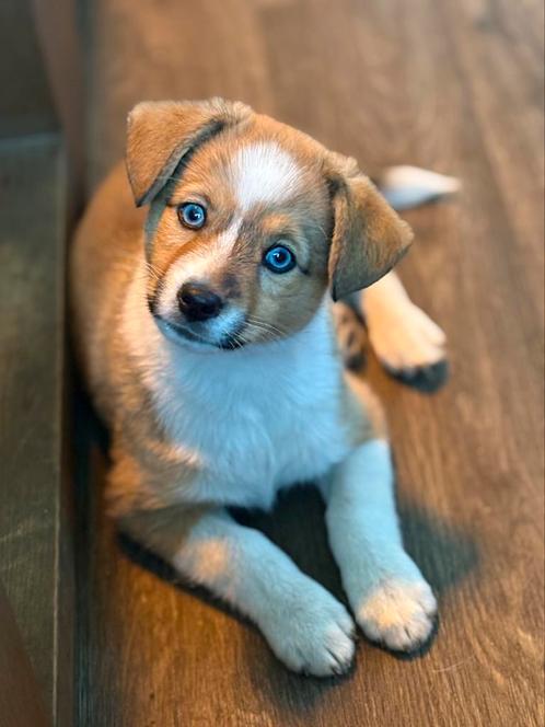 Prachtige corgi/pomsky pups, Dieren en Toebehoren, Honden | Chihuahua's en Gezelschapshonden, Meerdere dieren, Overige rassen