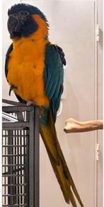 Caninde blauwkeel Ara Pop, Dieren en Toebehoren, Vrouwelijk, Papegaai, Geringd