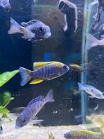 Aulonocara Mamelela ( eigen foto ) malawi Cichlide, Vis