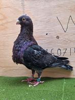 Te koop laudino duivin, Dieren en Toebehoren, Vrouwelijk