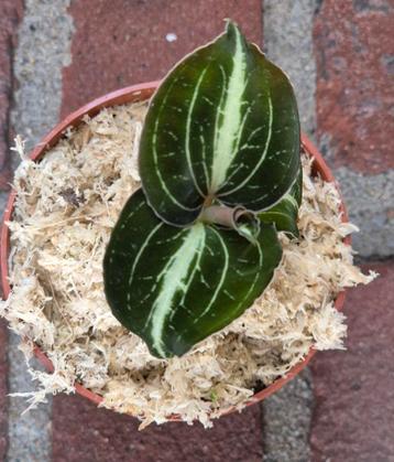 Jewel orchid Anoectochilus Leyli p7  beschikbaar voor biedingen
